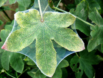 Cling wrapped leaf