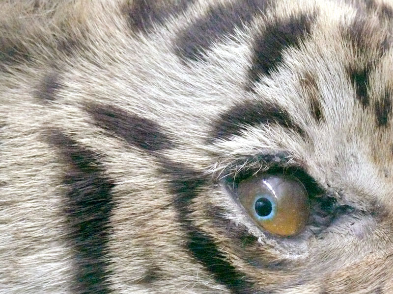 Eye of the Tiger, copyright Picturejockey : Navin Harish 2005-2009