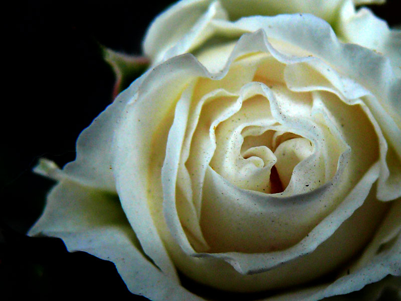 A white rose, copyright Picturejockey : Navin Harish 2005-2009