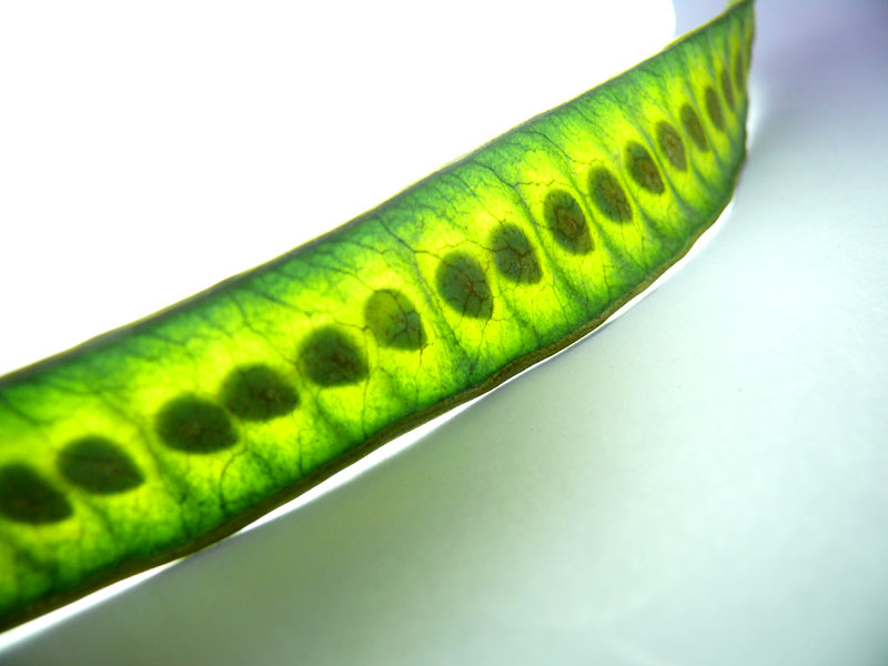 Hopefuls , copyright Picturejockey : Navin Harish 2005-2012