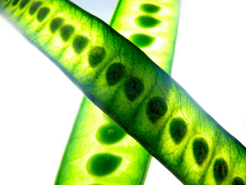 At least a few will survive