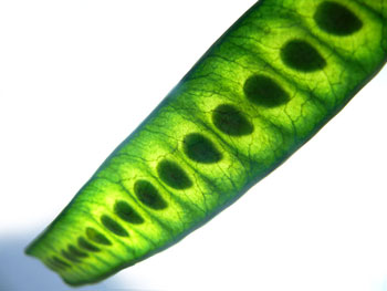 Beans - Ths posts stop here