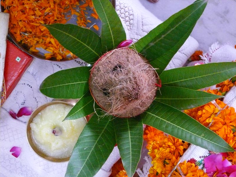 Coconut - Grinning face of a nut that is not a nut at all , copyright Picturejockey : Navin Harish 2005-2012