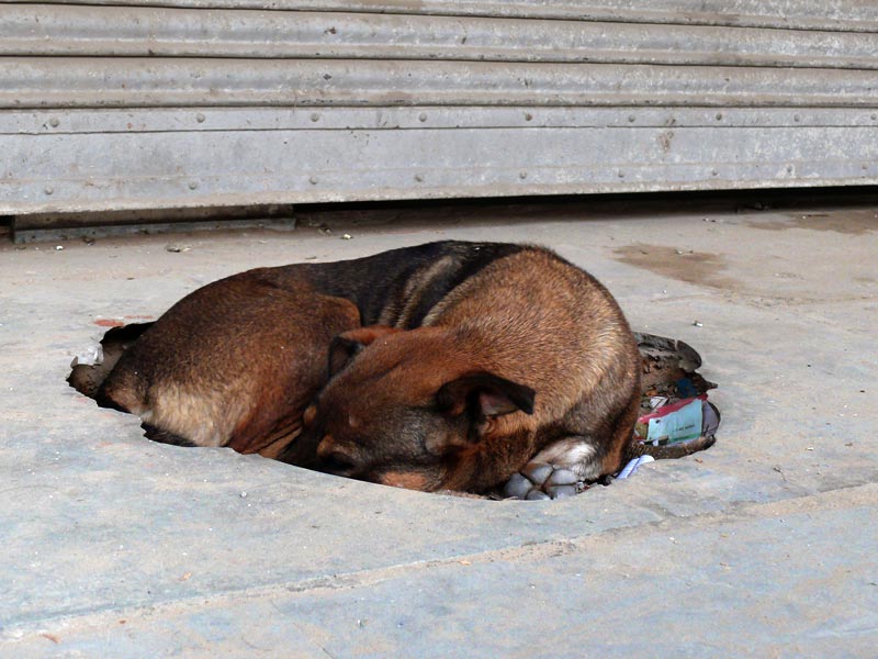 Every dog has his day... today is not Kipper's, copyright Picturejockey : Navin Harish 2005-2012