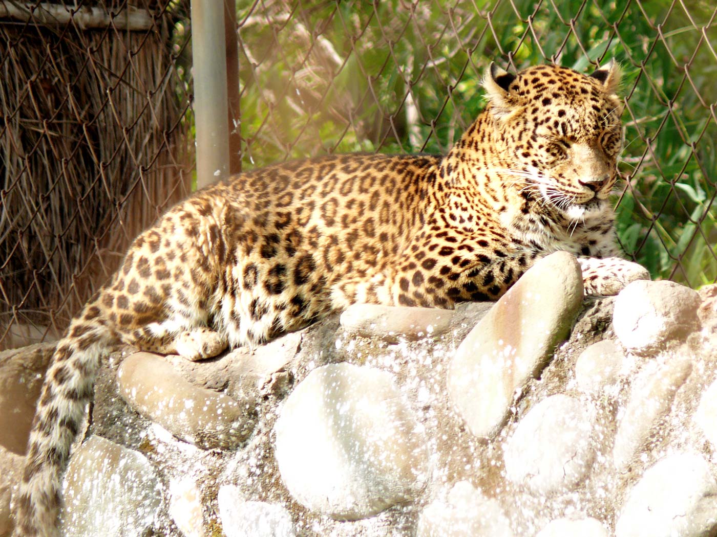 Leopard, copyright Picturejockey : Navin Harish 2005-2013