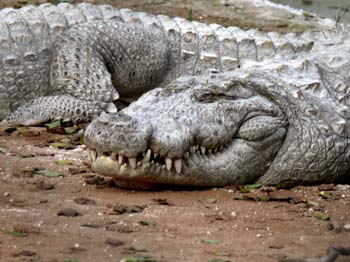 Magarmach ko choona laga diya