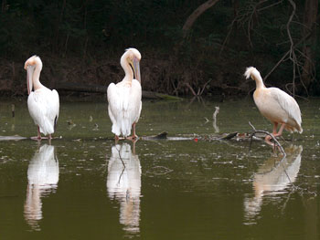 Great White Pelican at ChattBir