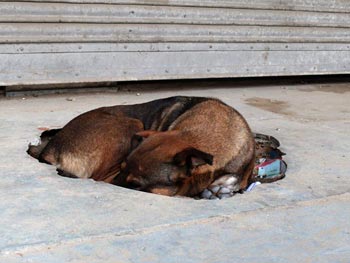 Every dog has his day... today is not Kipper's