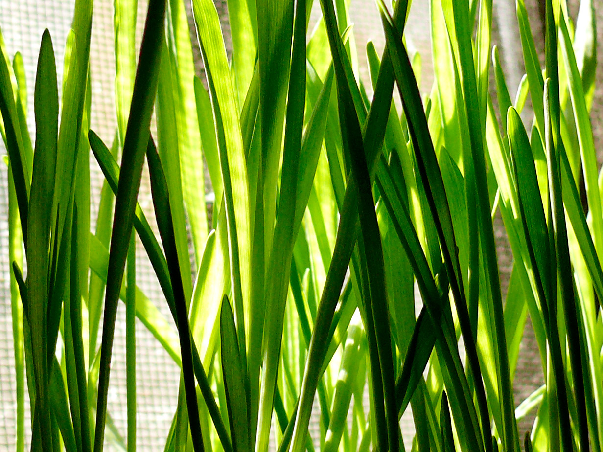 Barley, copyright Picturejockey : Navin Harish 2005-2013