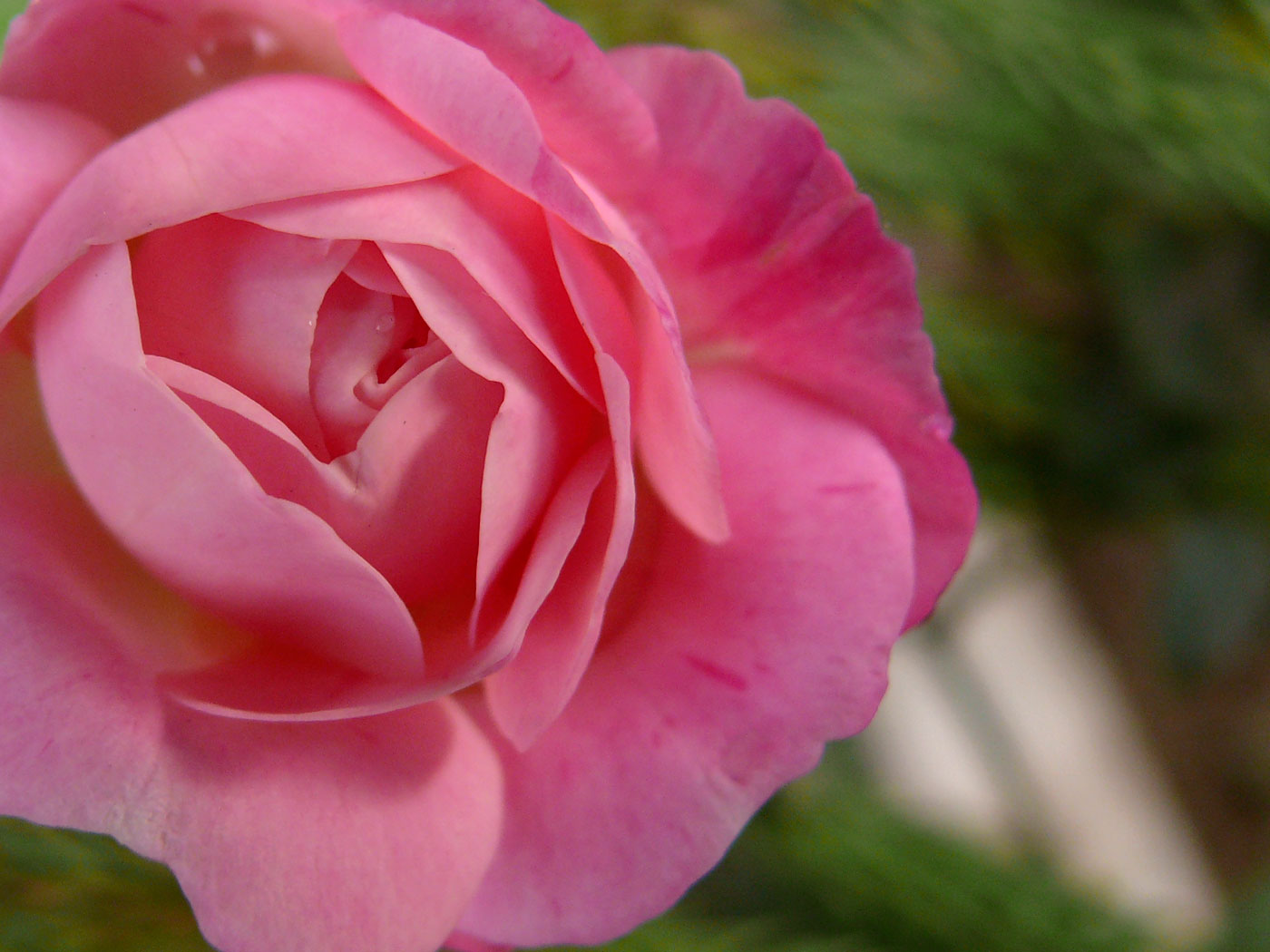 A pink rose, copyright Picturejockey : Navin Harish 2005-2013