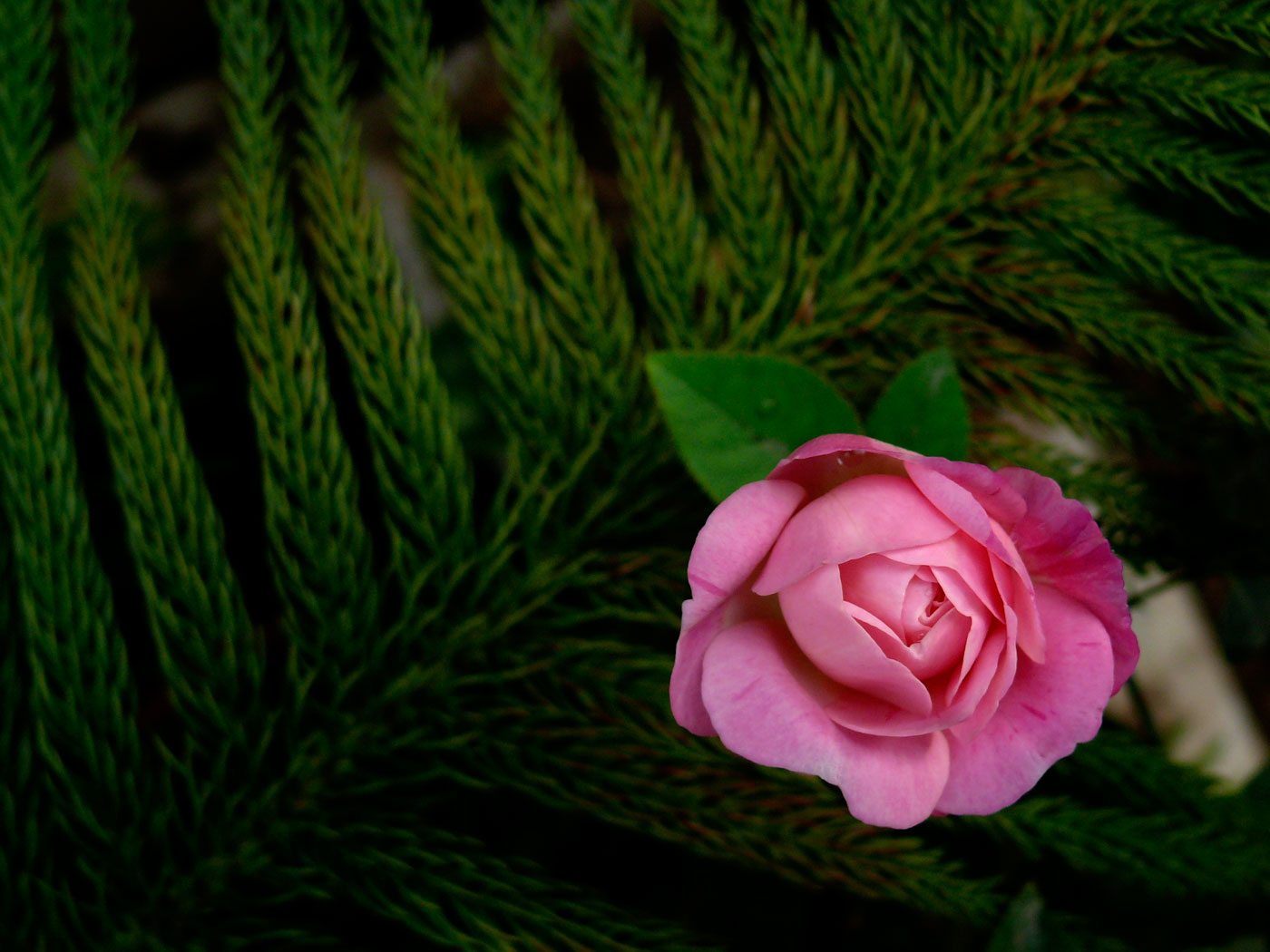 A pink rose, copyright Picturejockey : Navin Harish 2005-2013