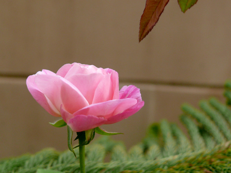 Another shot of the rose, copyright Picturejockey : Navin Harish 2005-2013