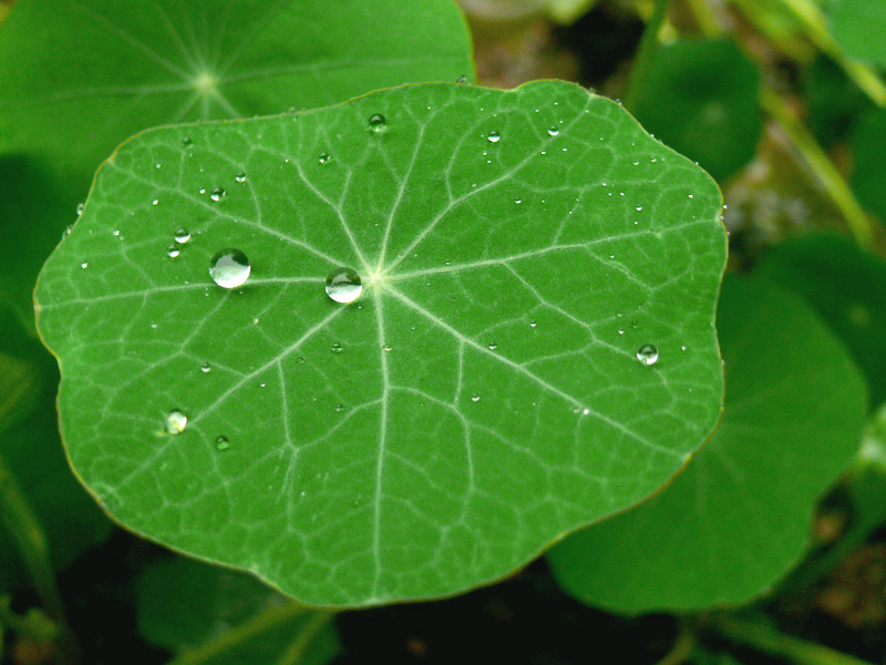 Spoilsport, copyright Picturejockey : Navin Harish 2005-2012