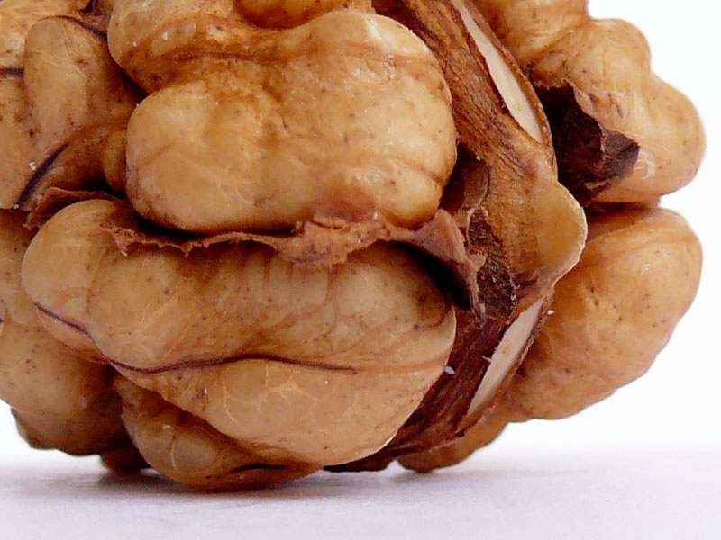 Looks like brain, also good for your brain, copyright Picturejockey : Navin Harish 2005-2013