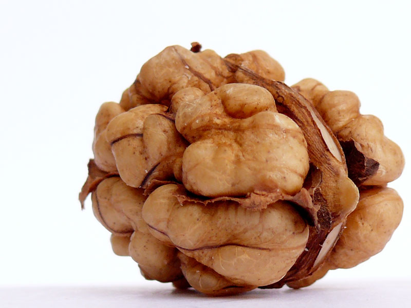 Looks like brain, also good for your brain, copyright Picturejockey : Navin Harish 2005-2013