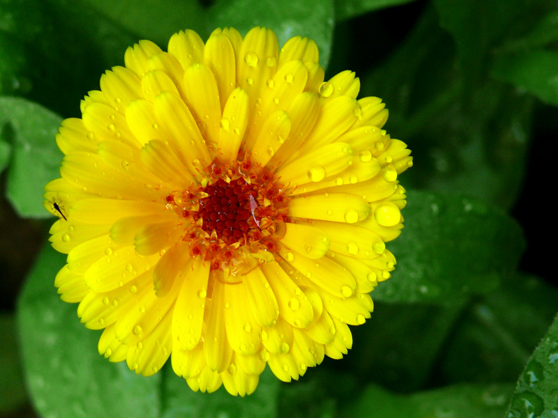 The mosquito likes it too, copyright Picturejockey : Navin Harish 2005-2012