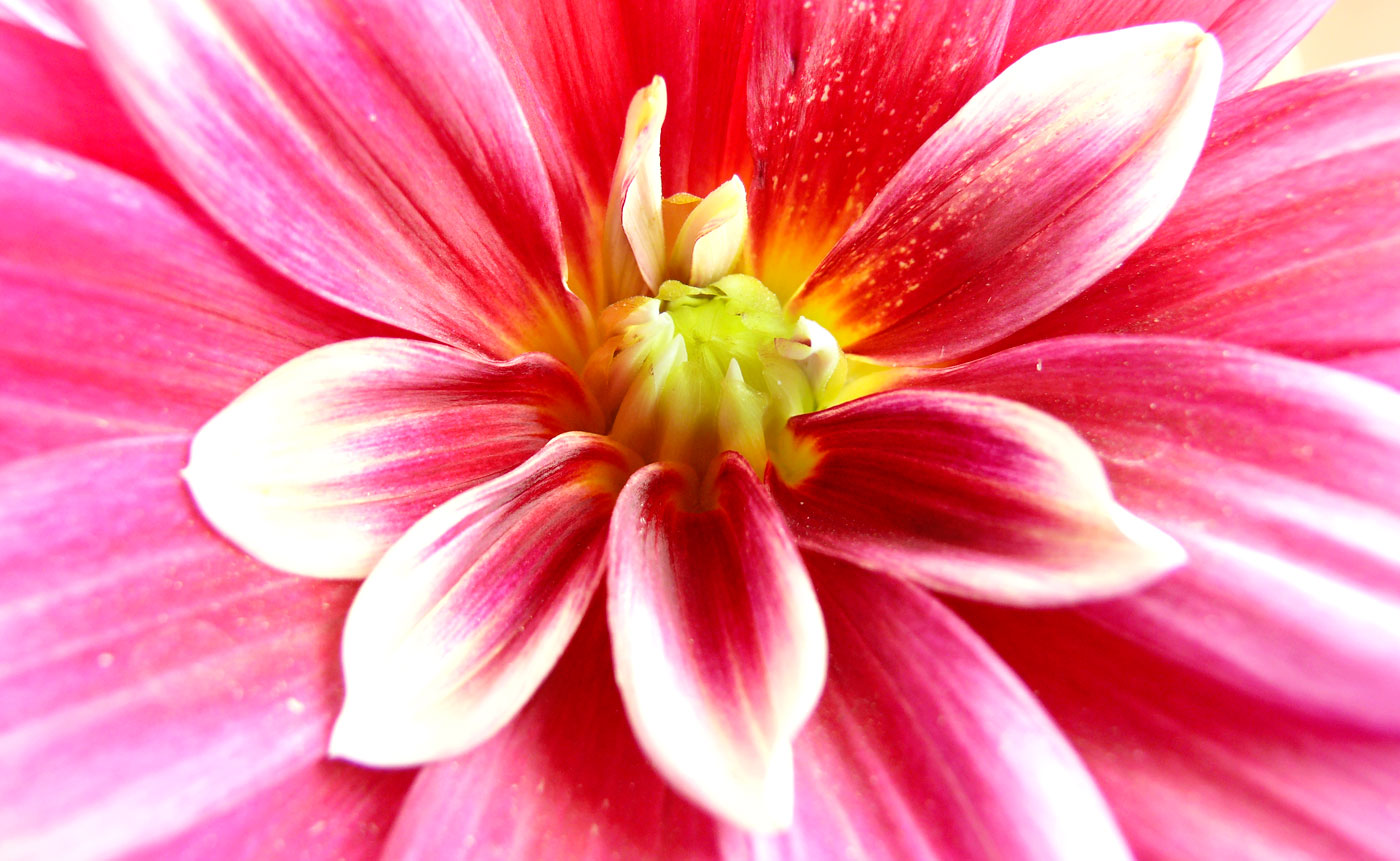 Late Spring, copyright Picturejockey : Navin Harish 2005-2013