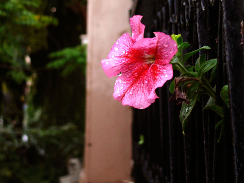 April's phool, copyright Picturejockey : Navin Harish 2005-2012