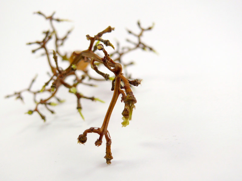 Survival of the fittest. Really?, copyright Picturejockey : Navin Harish 2005-2012