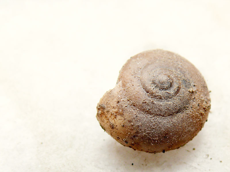 Nobody home, copyright Picturejockey : Navin Harish 2005-2013