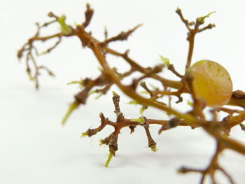 Survival of the fittest. Really?