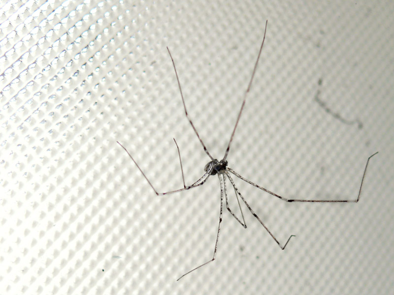 Relax, the worst it can do is turn you into Spiderman, copyright Picturejockey : Navin Harish 2005-2013