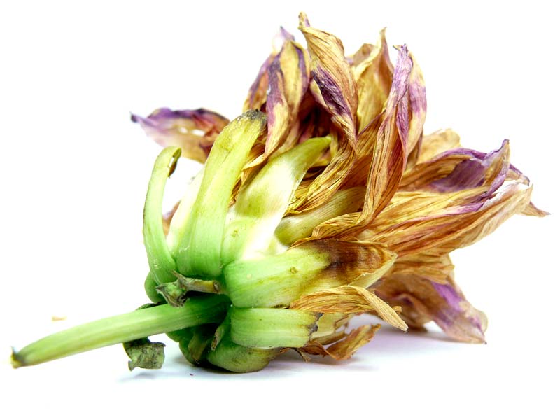 Dry Dahlia, copyright Picturejockey : Navin Harish 2005-2013