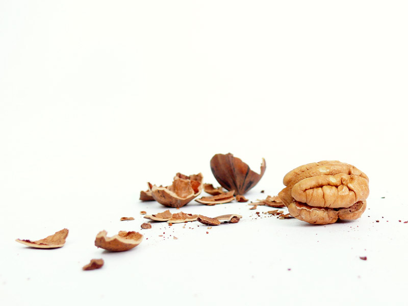 A nut is what you have in a nutshell, copyright Picturejockey : Navin Harish 2005-2013