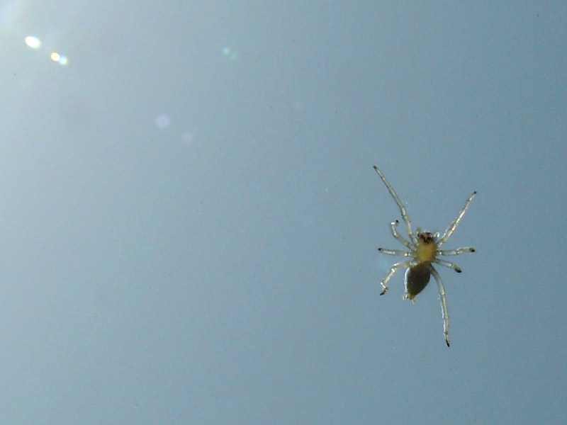 Spider on a hot windscreen, copyright Picturejockey : Navin Harish 2005-2013