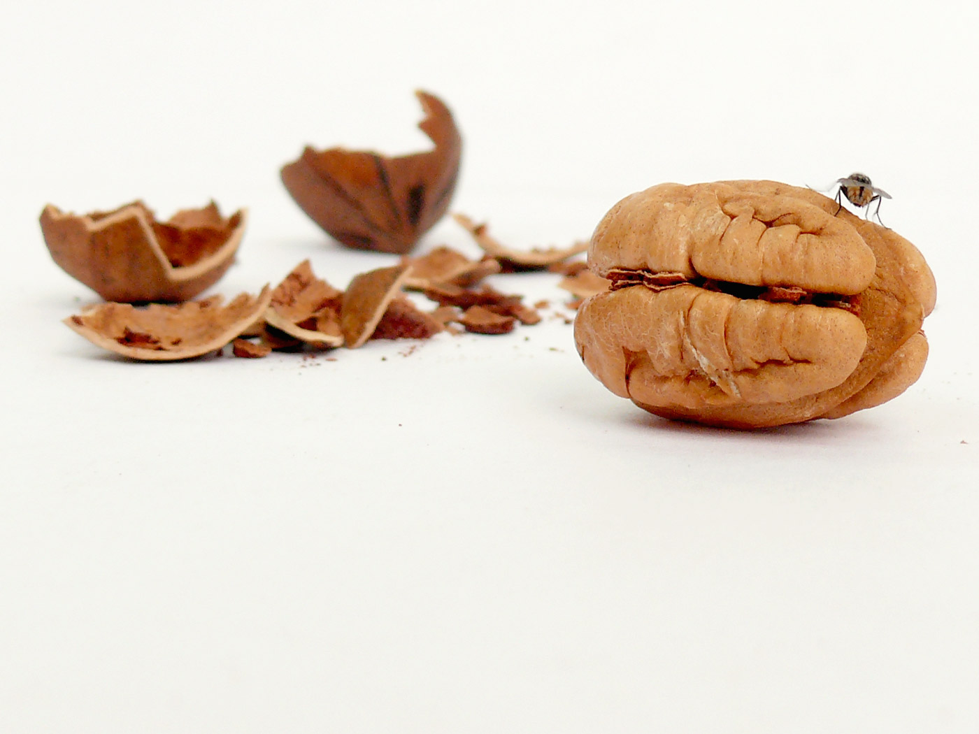 The fly likes the walnut, copyright Picturejockey : Navin Harish 2005-2013