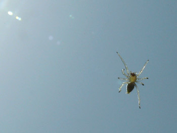Spider on a hot windscreen