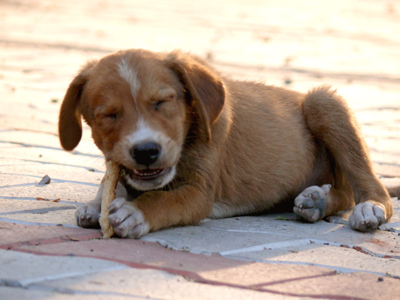What will you do if you get a bone?, copyright Picturejockey : Navin Harish 2005-2013