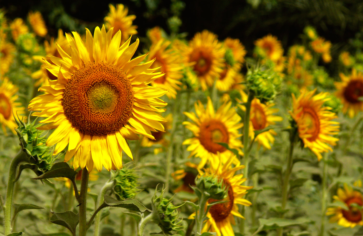 Sunflowers don't always face the sun, copyright Picturejockey : Navin Harish 2005-2013