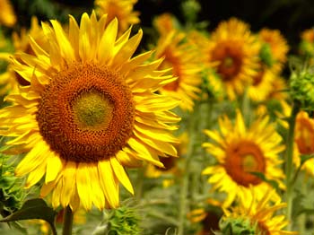 Sunflowers don't always face the sun