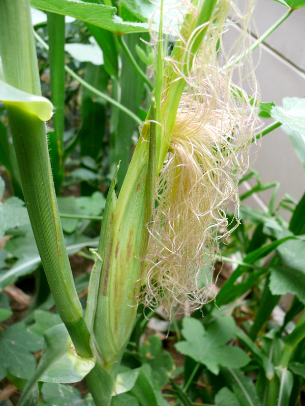 Baby Corn, copyright Picturejockey : Navin Harish 2005-2013