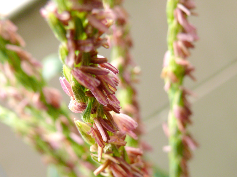 Baby Corn, copyright Picturejockey : Navin Harish 2005-2013