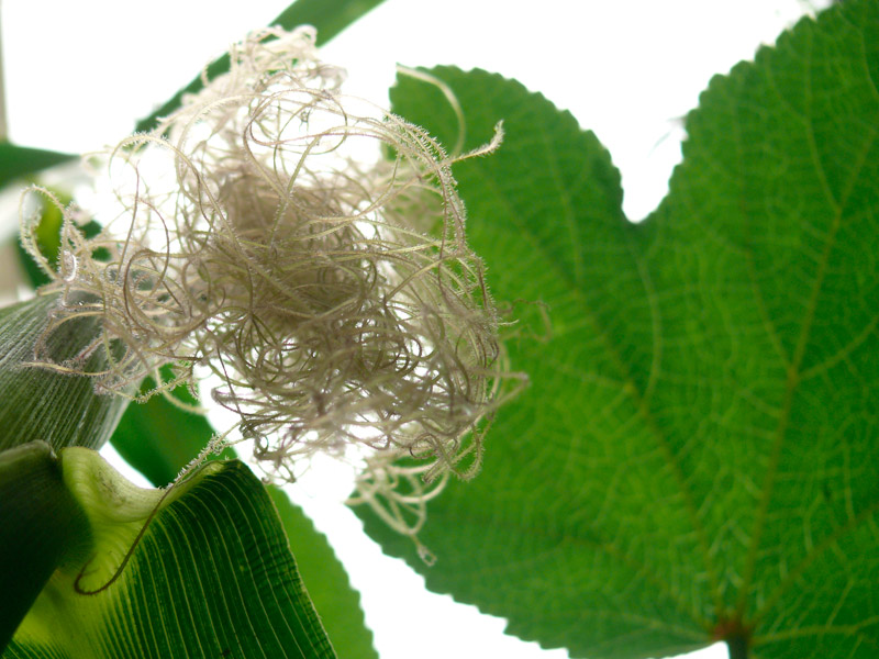 Baby Corn, copyright Picturejockey : Navin Harish 2005-2013