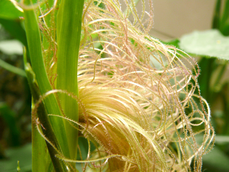 Baby Corn, copyright Picturejockey : Navin Harish 2005-2013