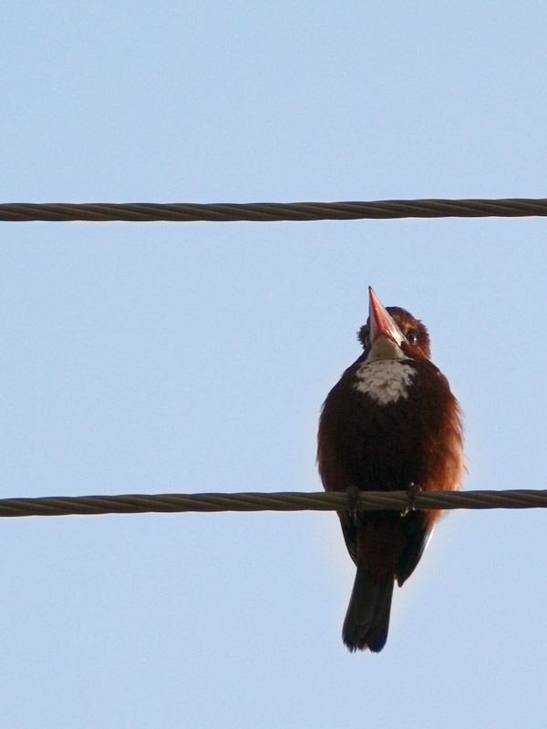 I'd like a goodday, please, copyright Picturejockey : Navin Harish 2005-2013
