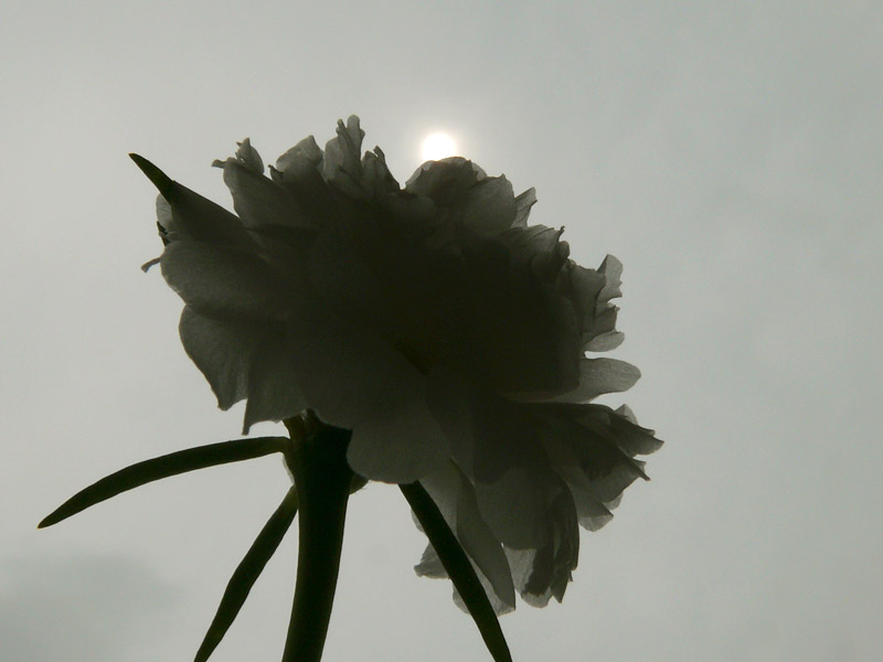 Stolen, copyright Picturejockey : Navin Harish 2005-2013