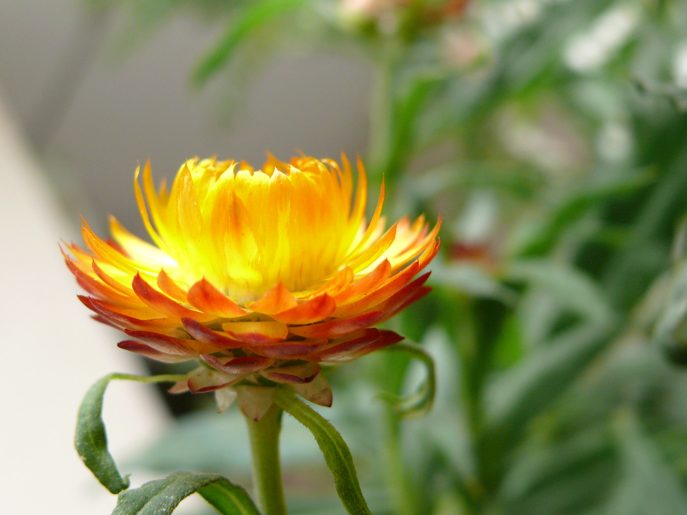 Paper flower, copyright Picturejockey : Navin Harish 2005-2013