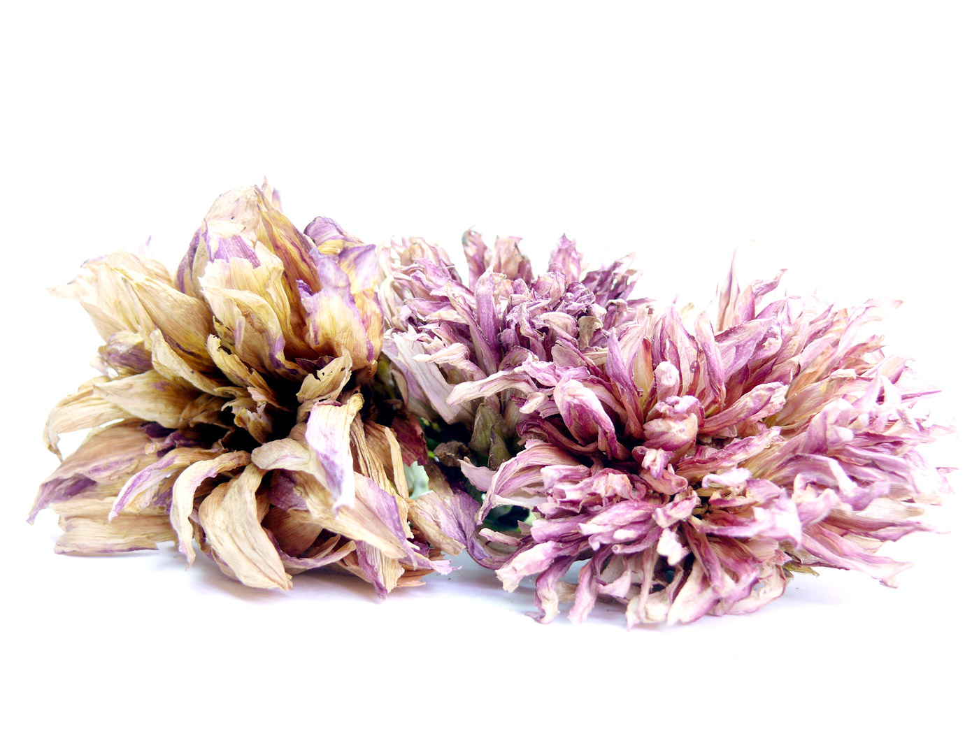 Three Dahlia flowers, copyright Picturejockey : Navin Harish 2005-2013