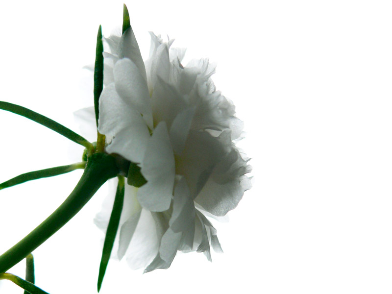 Stolen, copyright Picturejockey : Navin Harish 2005-2013