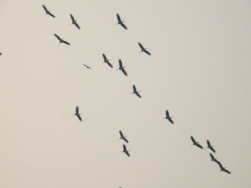 Migrating to south, copyright Picturejockey : Navin Harish 2005-2014