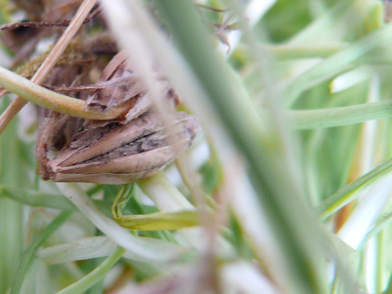 Barley, copyright Picturejockey : Navin Harish 2005-2014