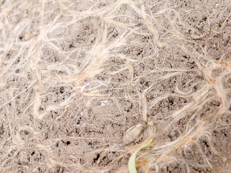 Barley roots