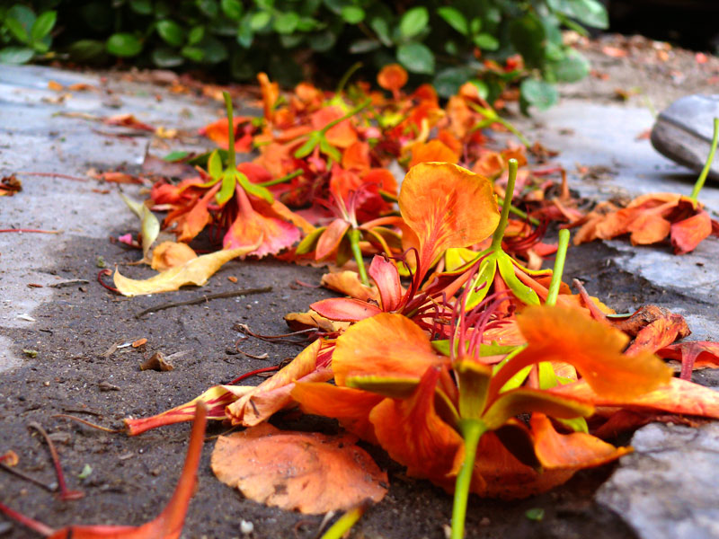 Gulmohur, copyright Picturejockey : Navin Harish 2005-2014