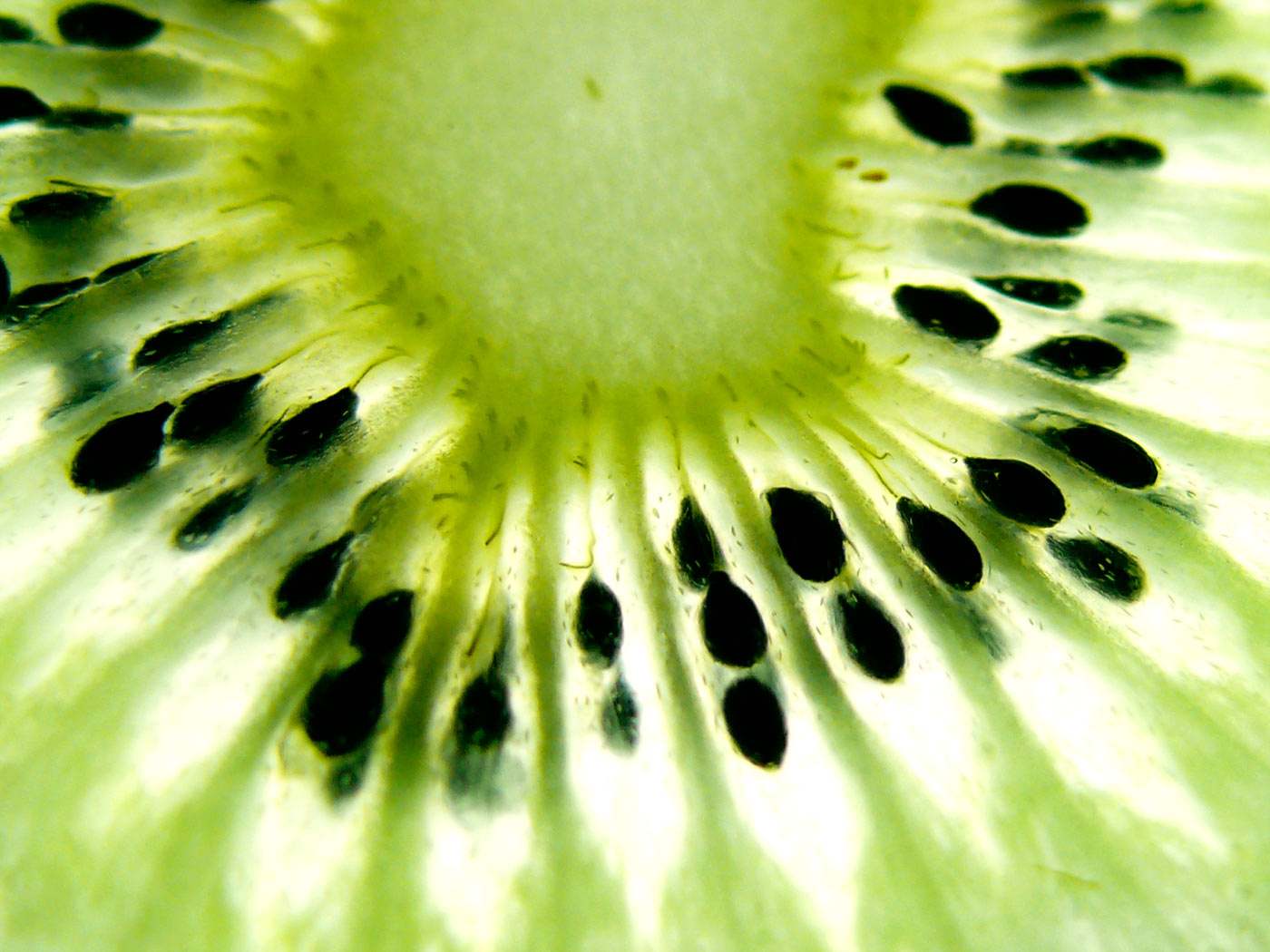 Kiwi seeds, copyright Picturejockey : Navin Harish 2005-2014