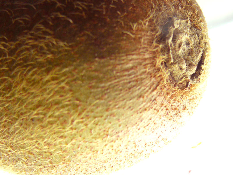 Badhia quality ka chikoo, copyright Picturejockey : Navin Harish 2005-2014