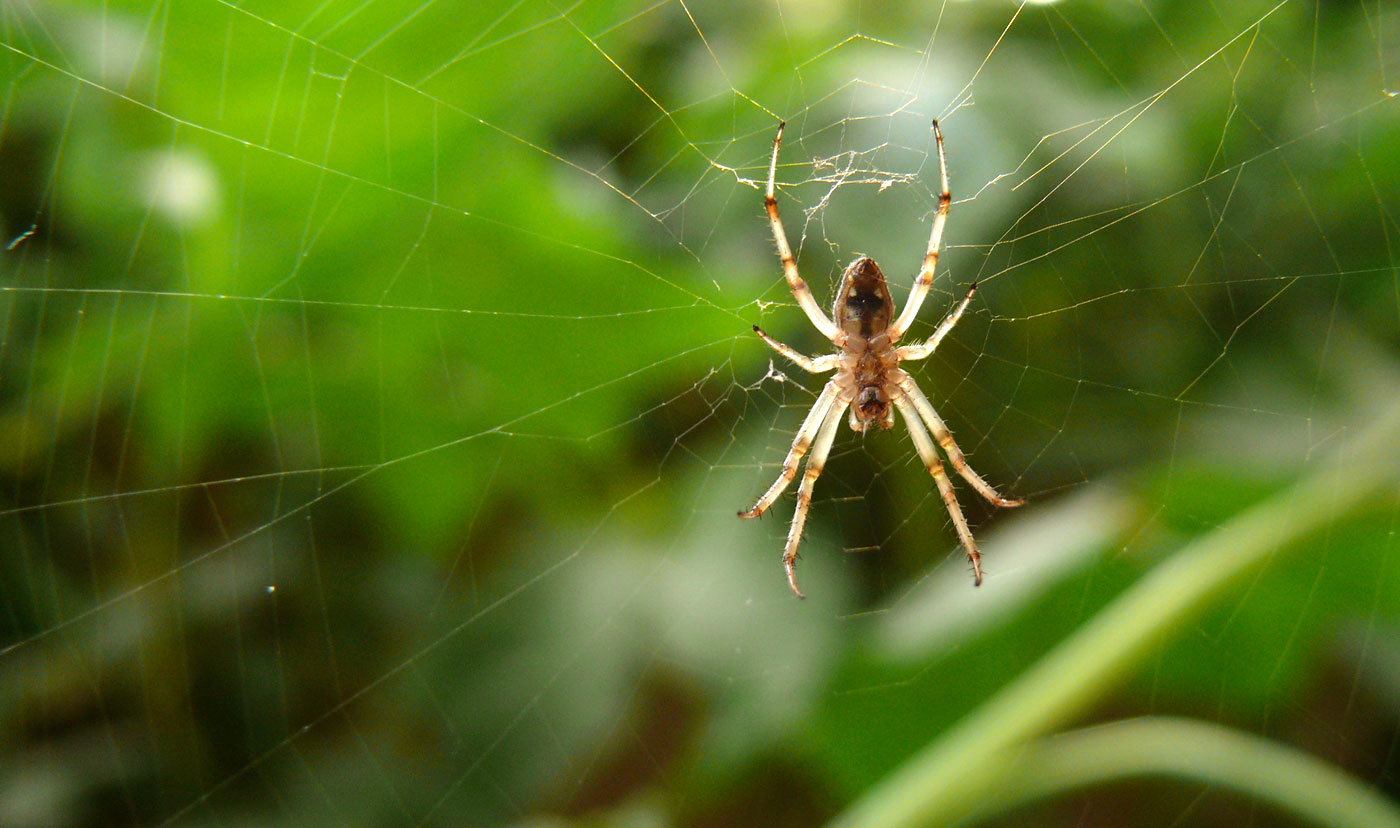 What's on your plate, copyright Picturejockey : Navin Harish 2005-2014